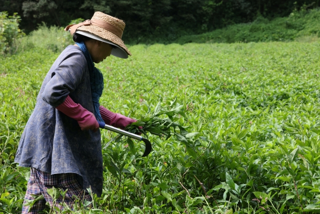 Choi Ok-ja, 77, harvests indigo plants at an organic farm in Yecheon, North Gyeongsang Province.Photo © Hyungwon Kang