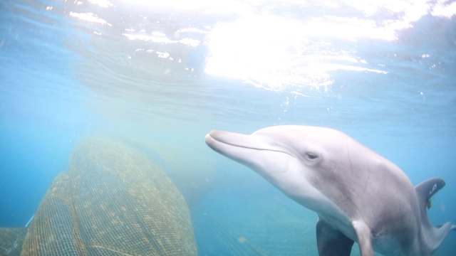 This photo, provided by South Korea's oceans ministry on Sunday shows Bibong, a male Indo-Pacific bottlenose dolphin, which was released into the wild earlier in the day after 17 years of being in captivity. (South Korea Oceans Ministry)