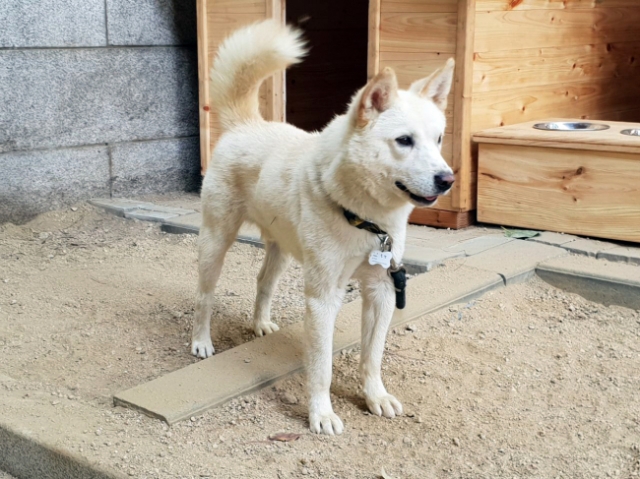 Pungsan dog Songkang (Cheong Wa Dae)