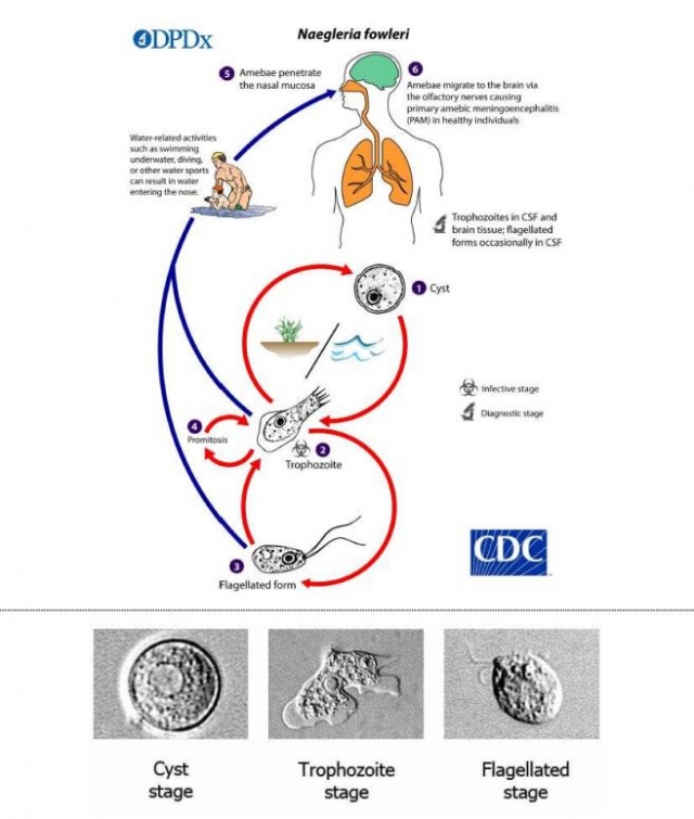 (Courtesy of Centers for Disease Control and Prevention)