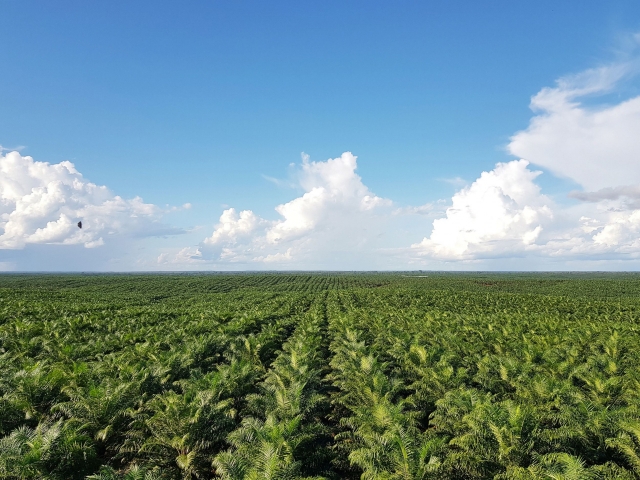 Posco International's palm oil plantation in Papua, Indonesia (Posco International)