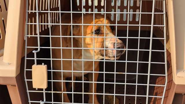 A dog in a mobile kennel waits for his turn to be lodged on the truck, which will send him to the Incheon International Airport for the flight to the United States. (Lee Jung-youn/The Korea Herald)