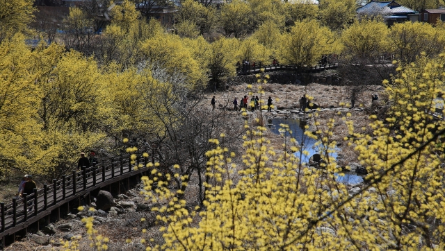 Visitors to Sansuyu Village in Gurye-gun, South Jeolla Province, enjoy cornelian cherry flowers blooming throughout the village on Tuesday. (Gurye-gun Office)