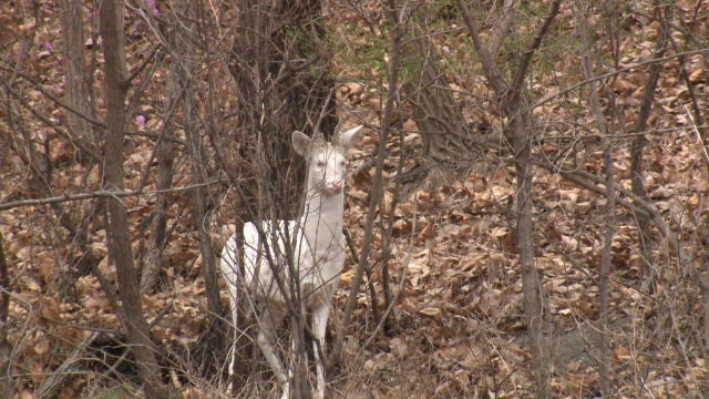 A white roe deer spotted in a hill in Wonju, Gangwon Province. (LG HelloVision)