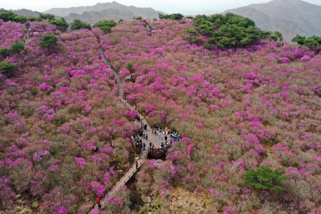 This photo taken last Sunday shows people enjoying azaleas in full bloom in Mount Biseul in Daegu, 300 kilometers south of Seoul. (Yonhap)