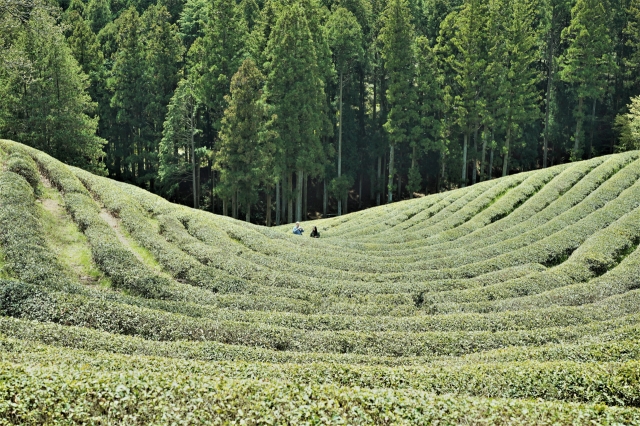 Visitors enjoy a green tea field at Daehan Dawon in Boseong, South Jeolla Province, on April 17. (Lee Si-jin/The Korea Herald)