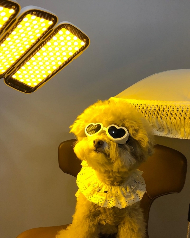 A pet dog receives laser skin treatment at La Peau Claire in Cheongdam, Seoul. (La Peau Claire)