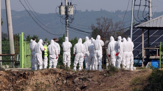 Quarantine officials in protective suits enter a beef cattle farm in Cheongju, North Chungcheong Province, central South Korea, on Thursday to cull cattle after an outbreak of foot-and-mouth disease was confirmed there and at two other beef cattle farms in the region. They were the first confirmed FMD cases in the country in more than four years. (Yonhap)