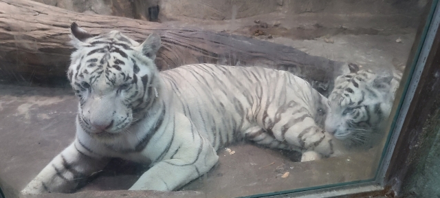 A photo of two white tigers being kept in an enclosure of approximately 30 square meters in size at the zoo (Gimhae City Hall's website's 