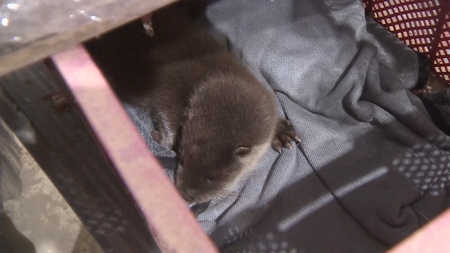 A river otter pup was found in a farmer's storage facility during the heavy rain on Sunday. (KBC news)