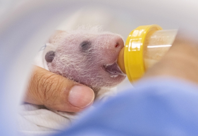 One of the 12-day-old panda twins show a hint of panda markings in this photo released on Friday (Everland)