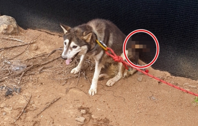 A stray dog is injured after being shot with an arrow on August 25, 2022. (Jeju-si)