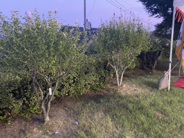 Two memorial “mu-gung-hwa” trees were planted on the premises of the Moroccan Ambassador's residence in Yongsan-gu to honor brave Moroccan soldiers. (Sanjay Kumar/The Korea Herald)