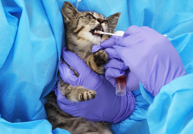 This photo taken on Tuesday shows a vet taking a sample from a cat at an animal shelter in Yeoju, Gyeonggi Province, after South Korea reported highly pathogenic avian influenza cases in cats. (Yonhap)