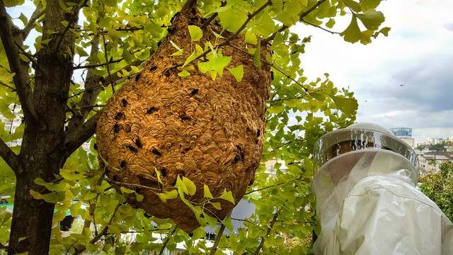 A firefighter removes a hornet nest from a tree. (Jeonju Deokjin Fire Station)