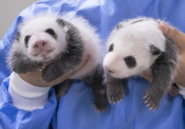 Twin baby pandas born between Ai Bao and Le Bao on July 7. (Everland)