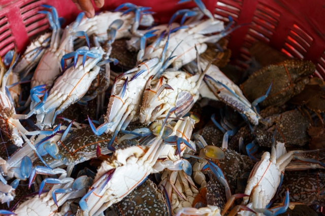 Callinectes sapidus, or the Atlantic blue crab (123rf)