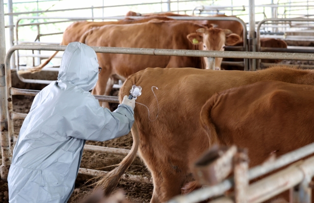 Cattle wait to be vaccinated at a farm in Seosan, 98 kilometers southwest of Seoul, in this file photo taken Oct. 23. (Yonhap)