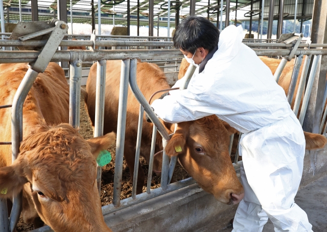 A farmer vaccinates cattle at a farm in Ulsan, 299 kilometers south of Seoul, on Nov. 1. (Yonhap)