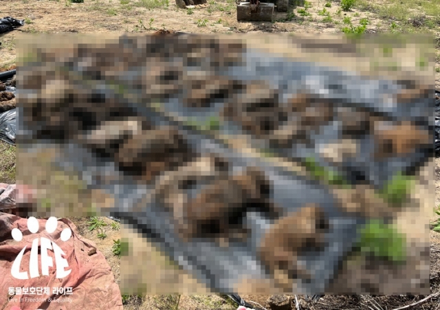 Animal carcasses exhumed from a property in Yeoju, Gyeonggi Province, in April (LIFE)