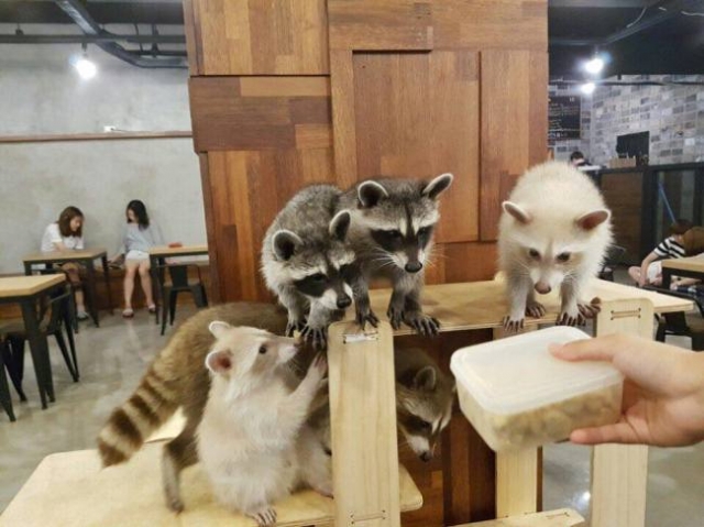 Raccoons are perched on a ledge inside Raccoon Cafe. (Raccoon Cafe)