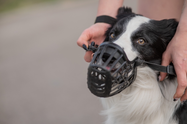 This undated file photo shows a dog wearing a muzzle. (123rf)