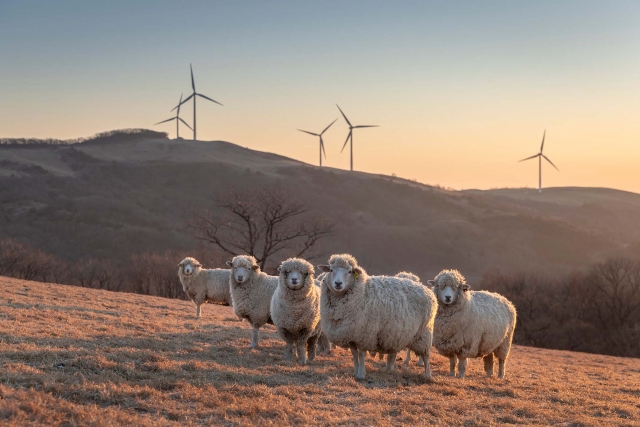 Sheep stand on Samyang Roundhill. (Samyang Roundhill)