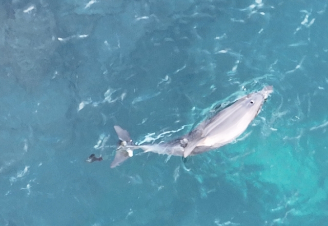 A photo shows Jongdari after 2 1/2 meters of net were removed from its tail. (Pink Hot Dolphins)