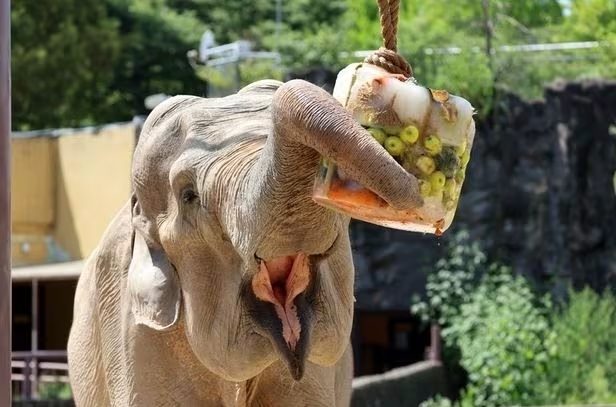 Oldest female elephant Sakura at a zoo in South Korea (Seoul Grand Park)