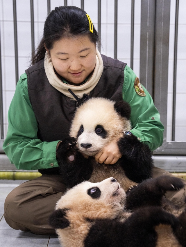 Zookeeper Oh Seung-hee at Everland’s Panda World, is seen with twin panda cubs Hui Bao and Rui Bao. (Everland)