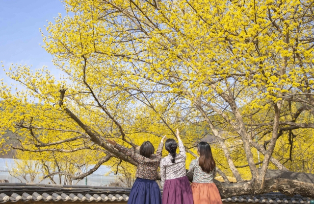 Visitors enjoy the Gurye Sansuyu Festival. (South Jeolla Province)