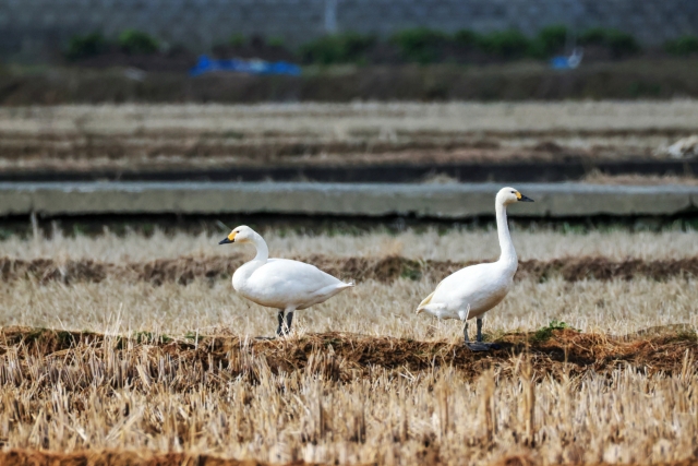 This photo provided by Yun Gi-deuk shows tundra swans in the fields of Onyang-eup, Ulju-gun, Ulsan. (Yun Gi-deuk)