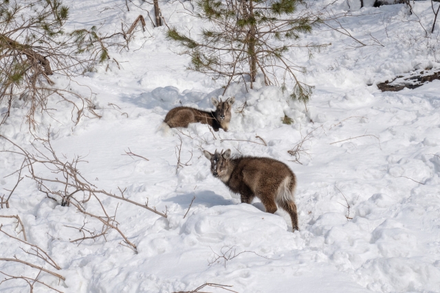 Mountain goats are seen on thick mountain in Seorak Mountain, Gangwon Province. (NPCN)