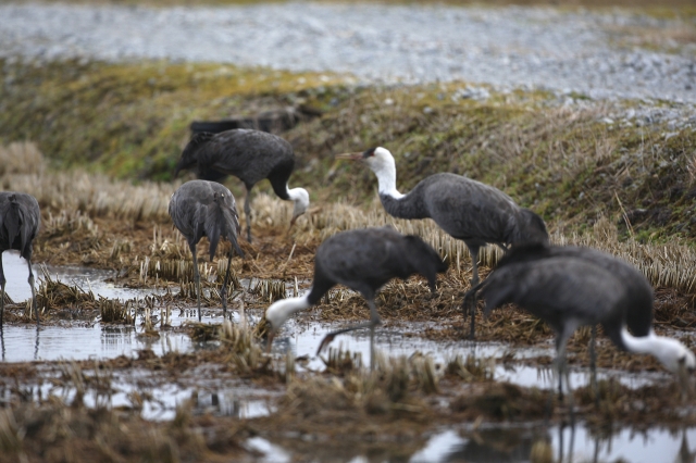 About 14,000 hooded cranes converge in Cheonsu Bay in Seosan, South Chungcheong Province. (Yonhap)