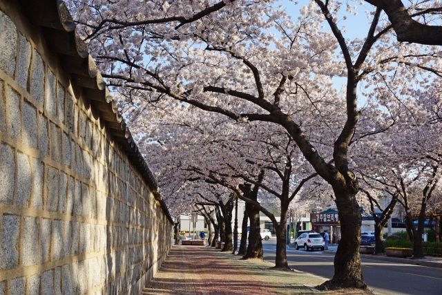 Daereungwon's stone wall path in Gyeongju, North Gyeongsang Province (Gyeongju City)