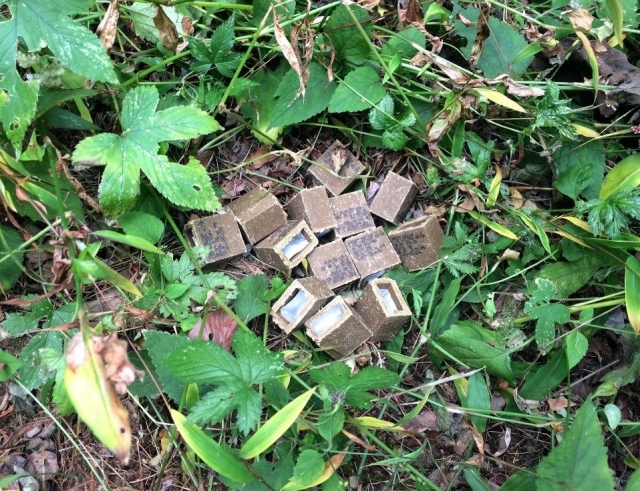 Blocks of bait containing rabies vaccine (Seoul City Government)