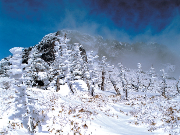 A snow-covered grove of Korean firs on Jeju Island's Hallasan (World Natural Heritage Jeju)