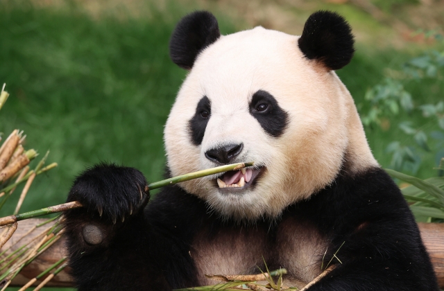 Giant panda Fu Bao at Everland on Mar. 3. (Everland)