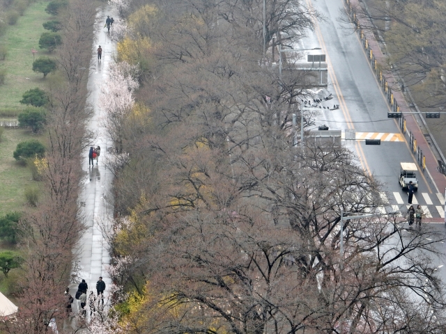 Cherry trees are seen without blooms in Yeouido, Seoul on March 29, the day Yeouido Cherry Blossom Festival begins. (Yonhap)