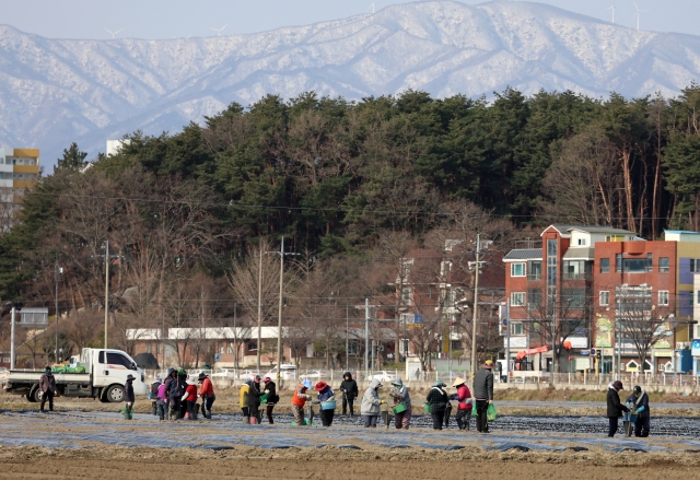 Farmers work in a potato field in Gangwon Province on March 19. (Yonhap)