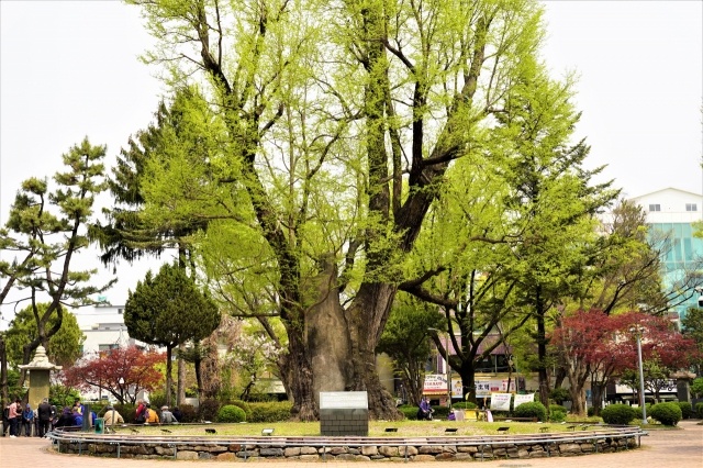 Cheongju Jungang Park in Cheongju, North Chungcheong Province (Lee Si-jin/The Korea Herald)