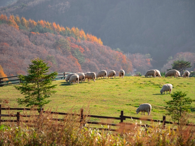 The Samyang Roundhill farm in Pyeongchang, Gangwon Province (Korea Tourism Organization, Moment Studio)