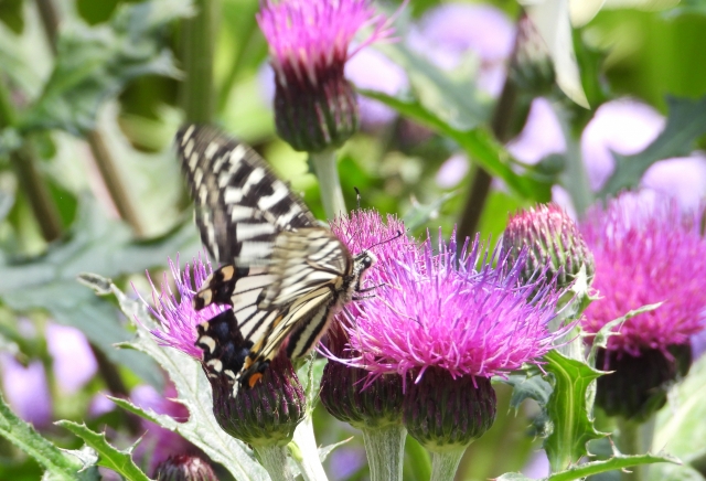 Hampyeong Butterfly Festival (Hampyeong Tourism Organization)