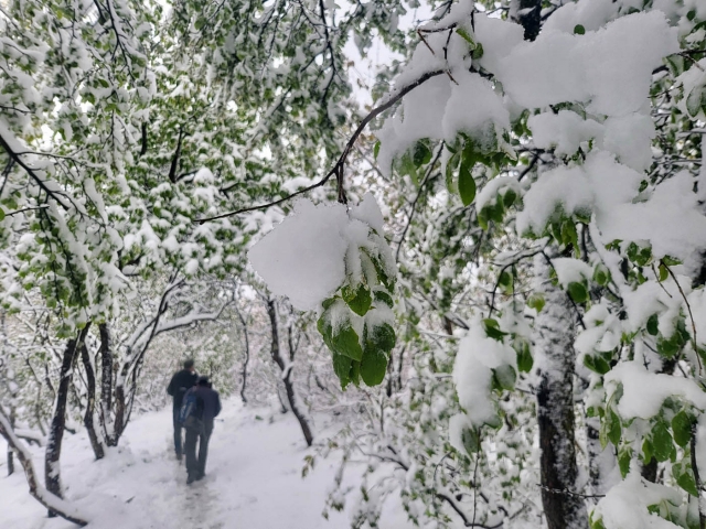 Parwangsan in Pyeongchang-gun, Gangwon Province, is covered in snow Thursday morning following a heavy snow warning issued Wednesday. (Yonhap)