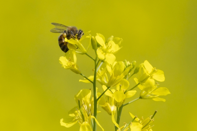 A bee approaches a yellow flower in a park near Seoul in May (Yonhap).