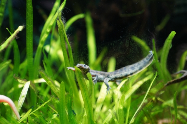 Korea fire-bellied toad is displayed at Play Aquarium Bucheon (Lee Si-jin/The Korea Herald)