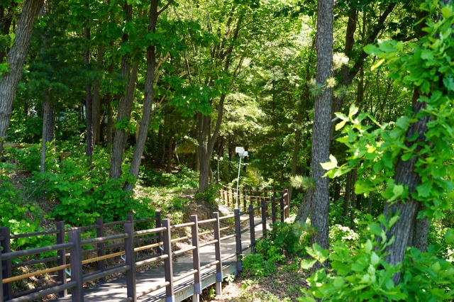 Barrier-free mountain trail at Seolmaejae Natural Recreation Forest in Yangpyeong, Gyeonggi Province (Lee Si-jin/The Korea Herald)