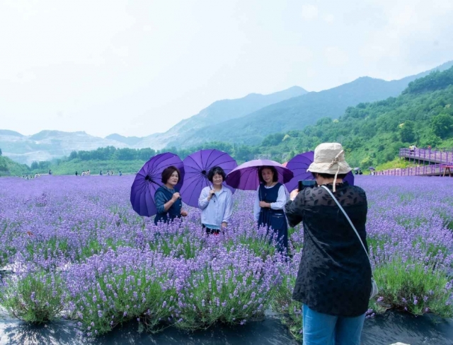 Tourists enjoy the lavender festival at Mureung Byeolyucheonji in Donghae, Gangwon Province. (Korea Tourism Organization)