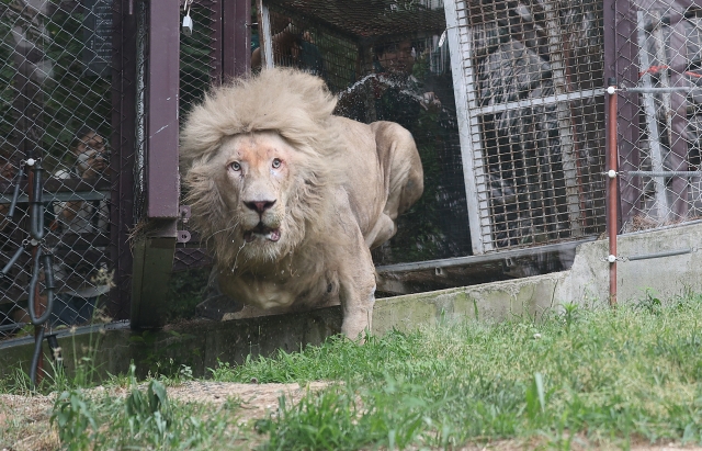 A male white lion takes his first step into the outdoor section of Spavalley resort in Daegu, after having been born and kept within a basement cell for his entire life. (Yonhap)