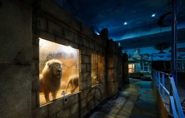 A lion couple at their previous home in a closed indoor zoo, in Suseong-gu, Daegu, before their relocation Monday (Yonhap)